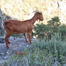 Brown goat